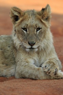 Lion