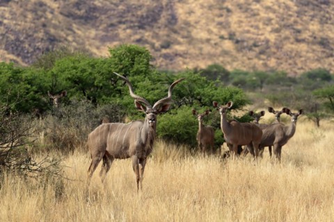 Zambezi greater kudu
