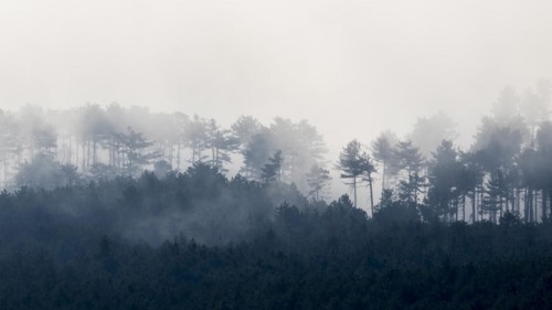 Clouds of mist in the forest