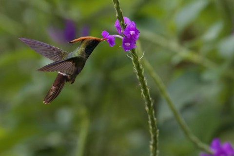Rufous-crested Coquette