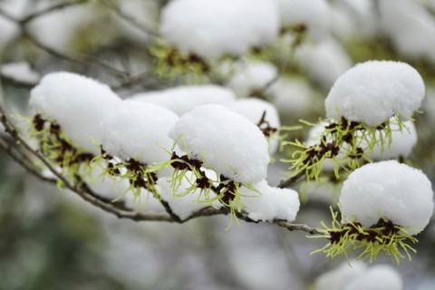 Witch-hazel