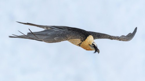 Bearded vulture
