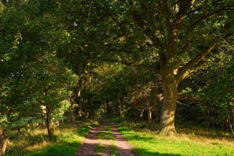 Forest path in the Duvenstedter Brook nature reserve