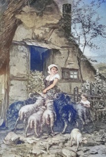 Pushy sheep feeding the animals