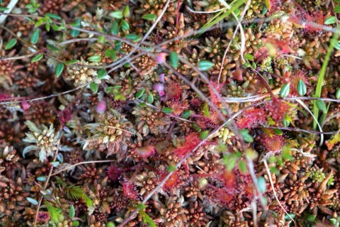 Common sundew