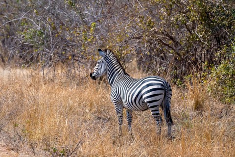 Plains Zebra of the subspecies crawshay's zebra