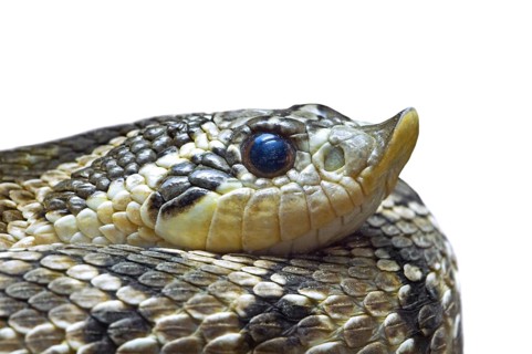 Western hognose snake