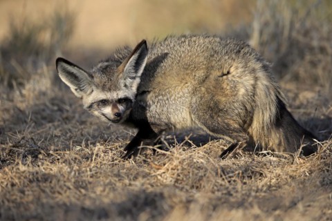 Bat-eared fox