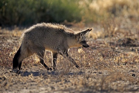 Bat-eared fox