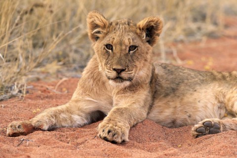 Lion