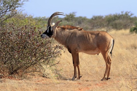 Roan antelope