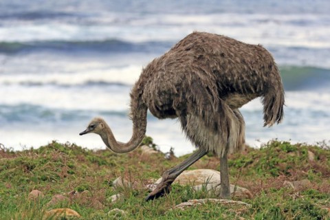 South African ostrich