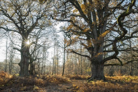 Old english oaks