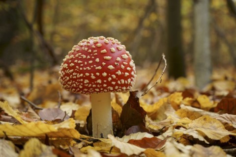 A young fly agaric