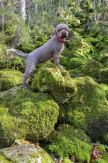 Lagotto Romagnolo outdoor