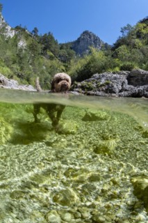 Lagotto Romagnolo mountain stream of the Oetschergraeben
