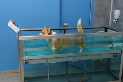 Dog rehabilitation on a water treadmill. animal health