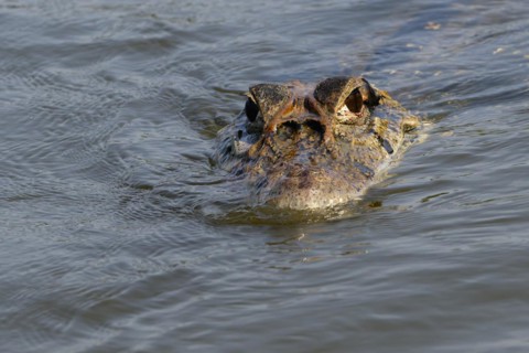 Black caiman