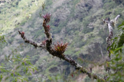 Bromelias growing on tree trunk