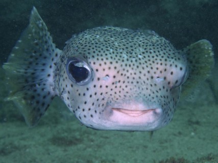 Portrait of spot-fin porcupinefish