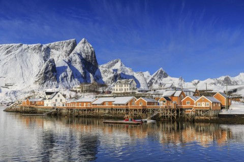 Yellow rorbuer in winter
