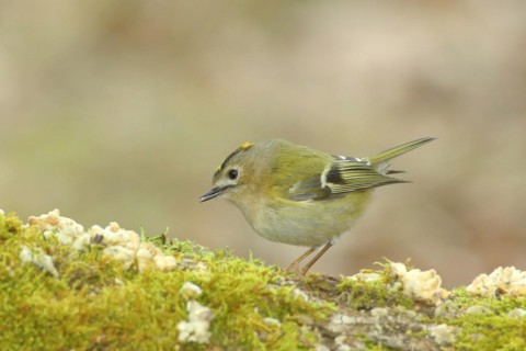 Winter Goldcrest