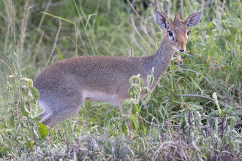 Dik