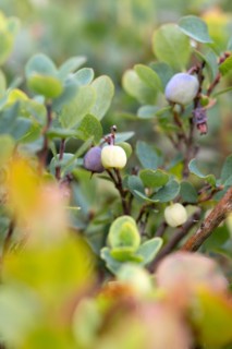 Bog bilberry