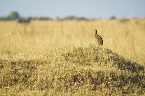Francolin