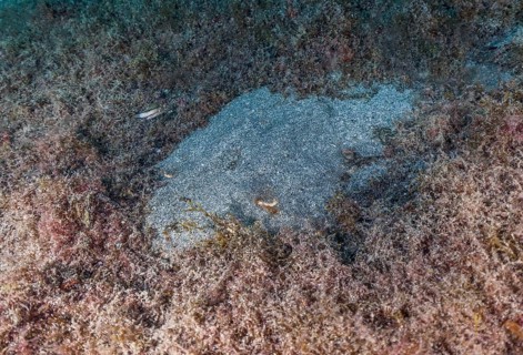 Monkfish