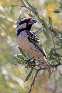 Acacia pied barbet