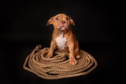 Puppy American Pit Bull Terrier sitt on a jute cord on black background in studio