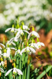 Bee and Snowdrop