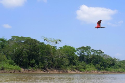 Red-and-green Macaw