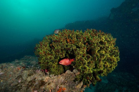 Green tree coral