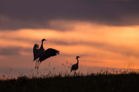 The grey cranes