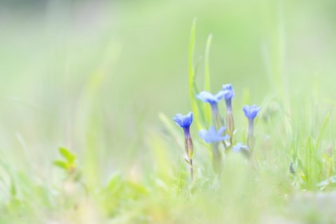 Spring gentian