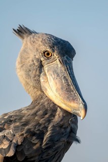 Shoebill