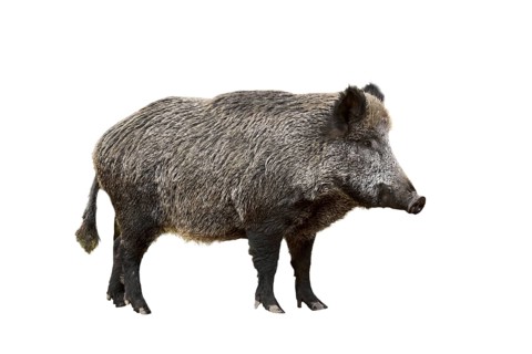 Wild boar