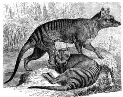 Tasmanian wolf