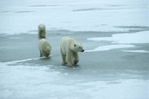 Polar bear