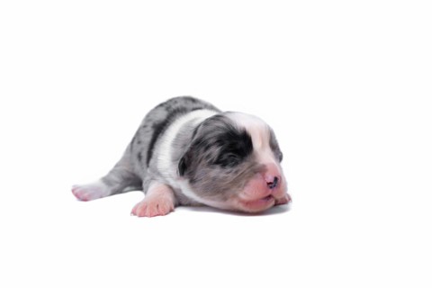 Ten days old excellent puppies of the Welsh Corgi Pembroke