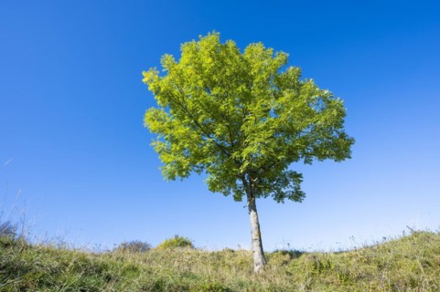 European ash