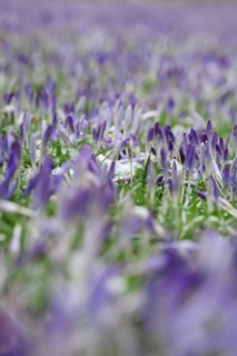Crocus meadow with snow