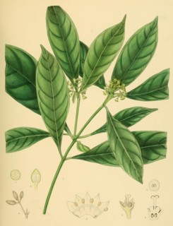 Psychotria bisulcata