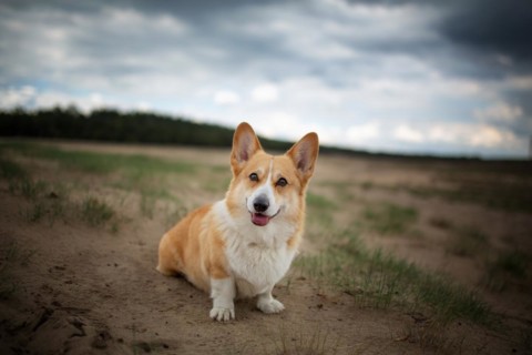 A Welsh Corgi Pembroke dog sits in the desert. Summer