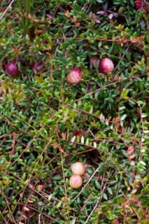 Small cranberry