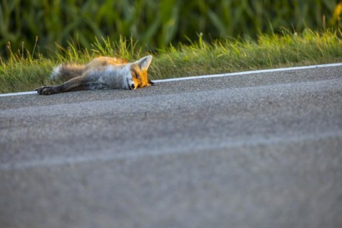 Dead fox