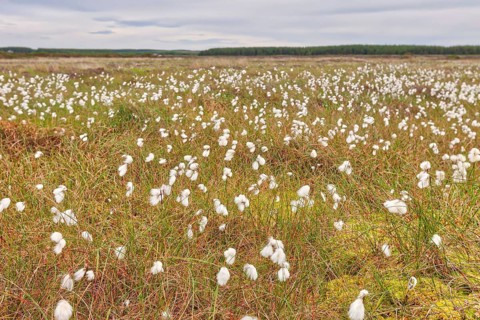 Narrow-leaved common cottongrass