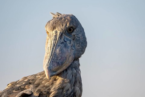 Shoebill